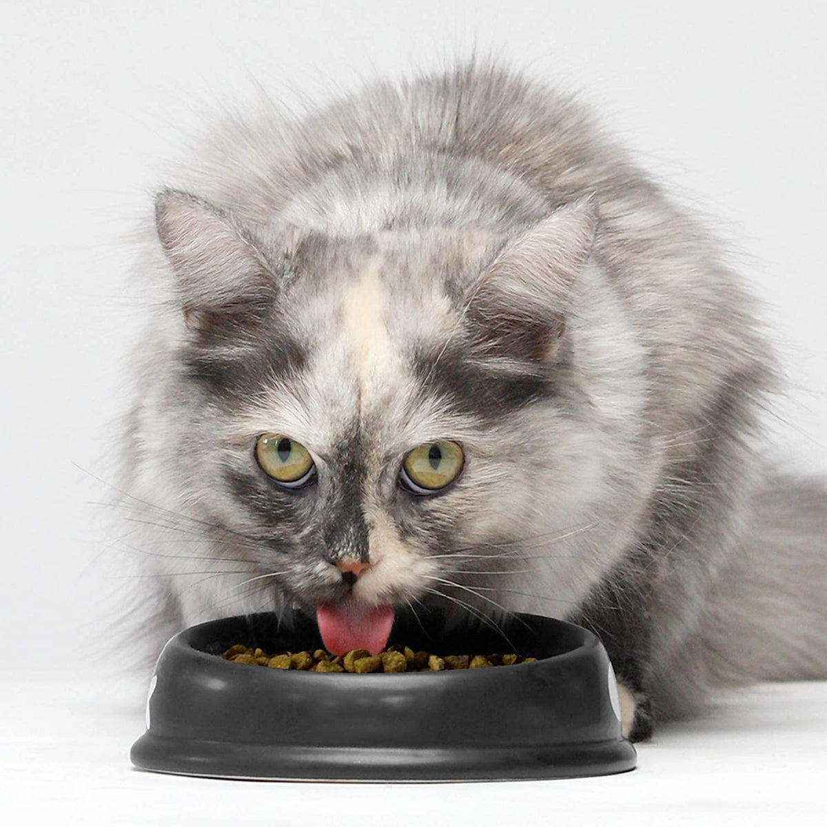 Grain Free Dry Cat Food Whitefish Kibble 2lb Bag M96148