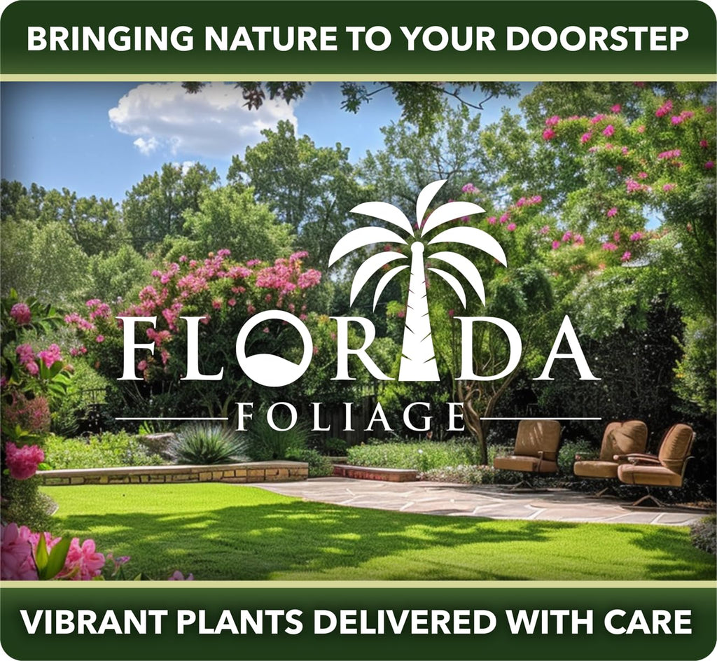 2 Extra Large 3 Gallon Frostproof Gardenia Jasminoides Fragrant Evergreen Shrub L219964