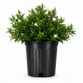 2 Extra Large 3 Gallon Frostproof Gardenia Jasminoides Fragrant Evergreen Shrub L219964