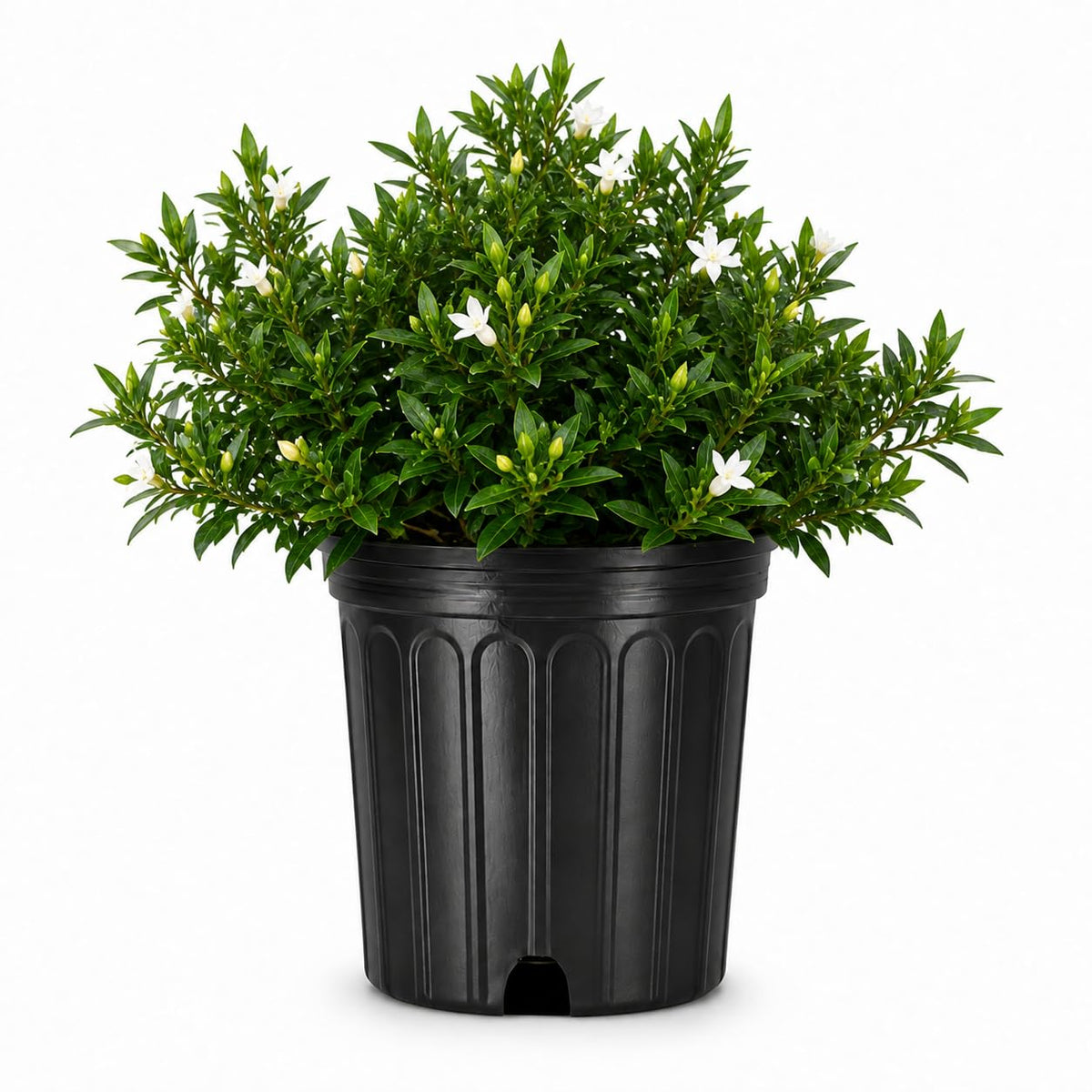 2 Extra Large 3 Gallon Frostproof Gardenia Jasminoides Fragrant Evergreen Shrub L219964