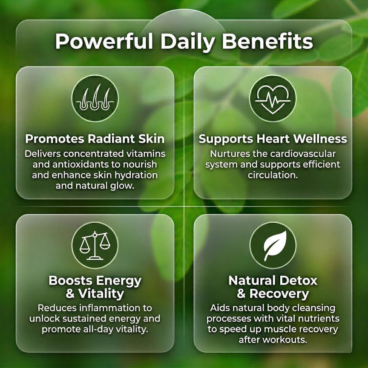 Moringa Capsules 240 Capsules V386